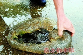 Một con “thủy quái” hồ Trúc Động. (Nguồn: Internet)