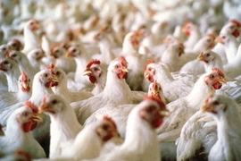 Ảnh chỉ có tính minh họa. (Nguồn: scoopweb.com)