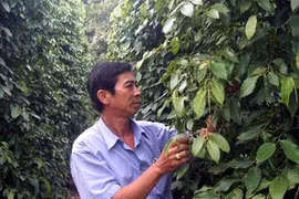 Một hộ gia đình trồng hồ tiêu trên đảo Phú Quốc. (Ảnh: Thế Thuần/TTXVN)
