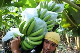 Thu hoạch chuối ở Philippines. (Nguồn: thenational.ae)