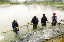 Ảnh chỉ có tính minh họa. (Nguồn: Internet)