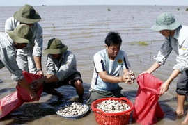 Thu hoạch nghêu. (Ảnh: Hoàng Hải/TTXVN)