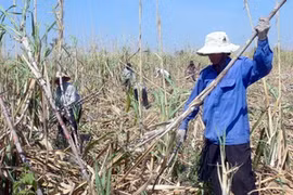 Ảnh chỉ có tính minh họa. (Ảnh: Đoàn Hữu Trung/TTXVN)