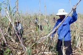 Ảnh chỉ có tính minh họa. (Ảnh: Đoàn Hữu Trung/TTXVN)