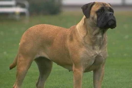 Một chú chó giống mastiff. (Nguồn: askville.amazon.com)