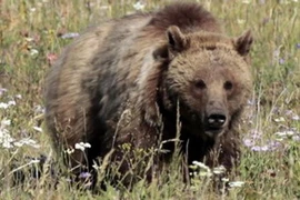 Chú gấu đã tấn công người leo núi. (Nguồn: foxnews.com)