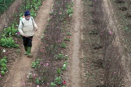 Ảnh chỉ có tính minh họa. (Ảnh: Minh Tú/TTXVN)