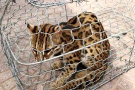 Cá thể mèo rừng có trọng lượng khoảng 3,5kg, dài 60cm, lông màu vàng nhạt và có đốm đen. (Ảnh: TTXVN phát)