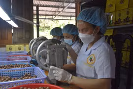 Chế biến quả macca tại Đắk Nông. (Ảnh: Nguyên Dung/TTXVN)