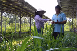 Cán bộ khuyến nông khảo sát mô hình sản xuất nông nghiệp tuần hoàn tại HTX Mekong Ngũ Thường, xã Tân Bình, huyện Phụng Hiệp, tỉnh Hậu Giang. (Ảnh: Hồng Thái/TTXVN)