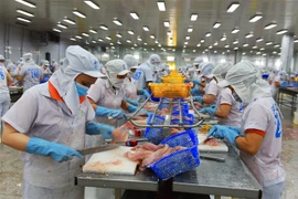 Chế biến cá tra xuất khẩu tại Công ty TNHH Hùng Cá tại huyện Thanh Bình, Đồng Tháp. (Ảnh: Văn Trí/TTXVN)