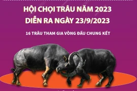 [Infographics] Hấp dẫn Lễ hội chọi trâu truyền thống Đồ Sơn năm 2023