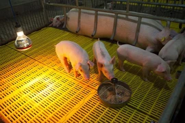 Xuất khẩu vaccine ASF: VN tạo dấu ấn tại lĩnh vực dược phẩm, sinh học 