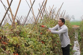 Hội viên Hợp tác xã sản xuất rau củ nông sản an toàn thôn Liên Ấp, xã Việt Đoàn (Tiên Du, Bắc Ninh) thu hoạch cà chua. (Ảnh: Thanh Thương/TTXVN)