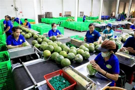 Dây chuyền dán mác, đóng bao bì sản phẩm bưởi da xanh. (Ảnh: Hồng Đạt/TTXVN)