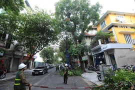 Công nhân Công ty TNHH Một thành viên Công viên cây xanh Hà Nội cắt tỉa cây xanh trên tuyến phố Hòa Mã, quận hai Bà Trưng. (Ảnh: Phan Tuấn Anh/TTXVN)