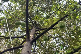 Sầu riêng là loài cây khó trồng. (Ảnh: Thu Hiền/TTXVN)