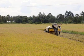 Thu hoạch lúa Hè Thu ở xã Định Hòa, huyện Gò Quao, Kiên Giang. (Ảnh: Lê Huy Hải/TTXVN)