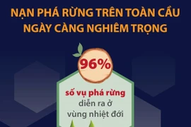 [Infographics] Thế giới sẽ phải trả giá nếu không ngăn chặn phá rừng
