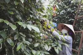 Người dân ở huyện Lộc Ninh thu hoạch hồ tiêu. (Ảnh: TTXVN phát)