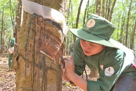 Công nhân Công ty cao su Việt Lào tại tỉnh Attapeu cạo mủ cao su. (Ảnh: Đỗ Bá Thành/TTXVN)
