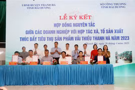 Ký kết hợp tác sản xuất, tiêu thụ giữa doanh nghiệp với các hợp tác xã, tổ sản xuất vải của huyện Thanh Hà. (Ảnh: Mạnh Tú/TTXVN)