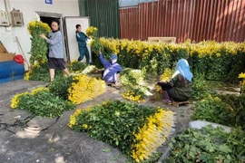 Nắng hanh và nhiệt độ cao khiến nhiều loài hoa Tết nở sớm. (Ảnh: Phương Anh/TTXVN)