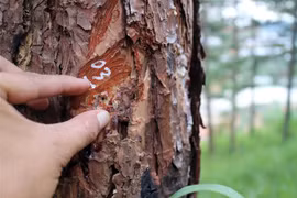 Các đối tượng “lâm tặc” khoan gốc, bơm hóa chất vào thân để cây thông chết từ từ. (Ảnh: Đặng Tuấn/TTXVN)
