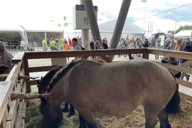 Một giống ngựa kéo được giới thiệu tại Hội chợ Nông nghiệp Libramont, Bỉ. (Ảnh: Hương Giang/TTXVN)