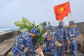 Các chiến sỹ trồng cây bàng vuông trên đảo An Bang. (Ảnh: Nguyễn Cúc/TTXVN)
