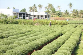  Vườn hoa Tết tại huyện Chợ Lách, Bến Tre. (Ảnh: Công Trí/TTXVN)