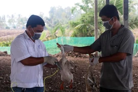 Tiêm phòng, chủ động phòng chống cúm (H5N1) cho gia cầm. (Ảnh Tuấn Phi/TTXVN)