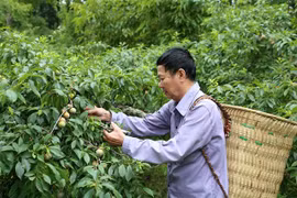 Chủ vườn mận Tam hoa xã Na Hối chăm sóc vườn mận để phục vụ khách đến thăm quan, trải nghiệm, mua mận tại vườn. (Ảnh: Quốc Khánh/TTXVN)