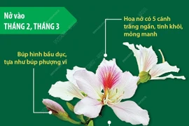 [Infographics] Hoa ban - Loài hoa biểu tượng của núi rừng Tây Bắc