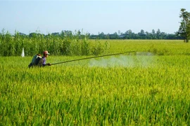 Đồng Tháp: Giá lúa tăng nhưng nông dân chưa chắc được hưởng lợi