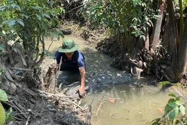 Người dân xã Tiên Long (Châu Thành, Bến Tre) trữ nước ngọt tưới cho cây trồng. (Ảnh: TTXVN phát)