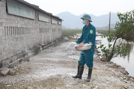 Người dân rắc vôi bột tiêu độc, khử trùng quanh chuồng trại chăn nuôi. (Ảnh: Thùy Dung/TTXVN)