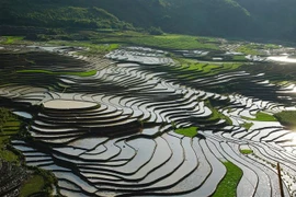 Ruộng bậc thang Sa Pa mùa nước đổ thu hút nhiều du khách tới tham quan. (Ảnh: Quốc Khánh/TTXVN)