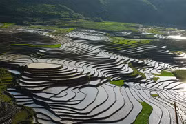 Ruộng bậc thang Sa Pa mùa nước đổ thu hút nhiều du khách tới tham quan. (Ảnh: Quốc Khánh/TTXVN)