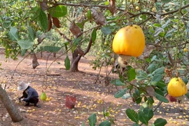 Thu hoạch điều tại Bình Phước. (Ảnh: K GửiH/TTXVN)