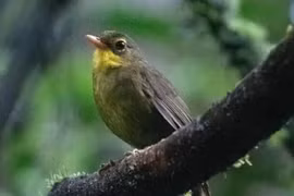 Một chú chim Dusky Tetraka. (Nguồn: Bird Life)