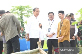 Tổng thống Joko Widodo trong một hoạt động trồng lúa với Bộ trưởng Nông nghiệp Syahrul Yasin Limpo ở Tuban, Đông Java, ngày 6/4. (Nguồn: Antara)