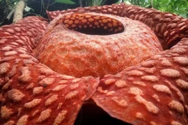 Loài hoa Rafflesia lớn nhất thế giới đứng trước nguy cơ tuyệt chủng