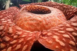 Loài hoa Rafflesia lớn nhất thế giới đứng trước nguy cơ tuyệt chủng