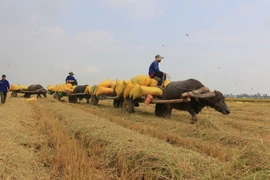 [Photo] Đồng Tháp: Mùa trâu kéo lúa trên những cánh đồng đẹp như tranh