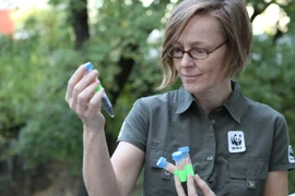 Jutta Jahrl kiểm tra các mẫu trứng cá muối ở vùng hạ lưu sông Danube (Ảnh: WWF Áo cung cấp)