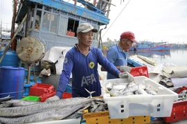 Quảng Ngãi: Nhiều tàu nằm bờ do giá dầu tăng cao, thiếu lao động biển