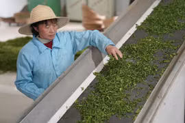 Dây chuyền sản xuất chè tại một công ty chè ở Hán Trung, tỉnh Thiểm Tây, Tây Bắc Trung Quốc. (Nguồn: Tân hoa xã)