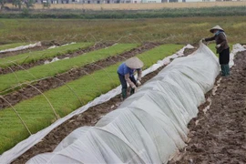 Nông dân xã Phú Xuyên (huyện Bình Xuyên, Vĩnh Phúc) giữ ấm cho mạ trong tiết trời giá rét. (Ảnh: Hoàng Hùng/TTXVN)