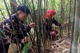 Người dân xã Dền Thàng lên rừng thu hoạch măng sặt. (Ảnh: Quốc Khánh/TTXVN)